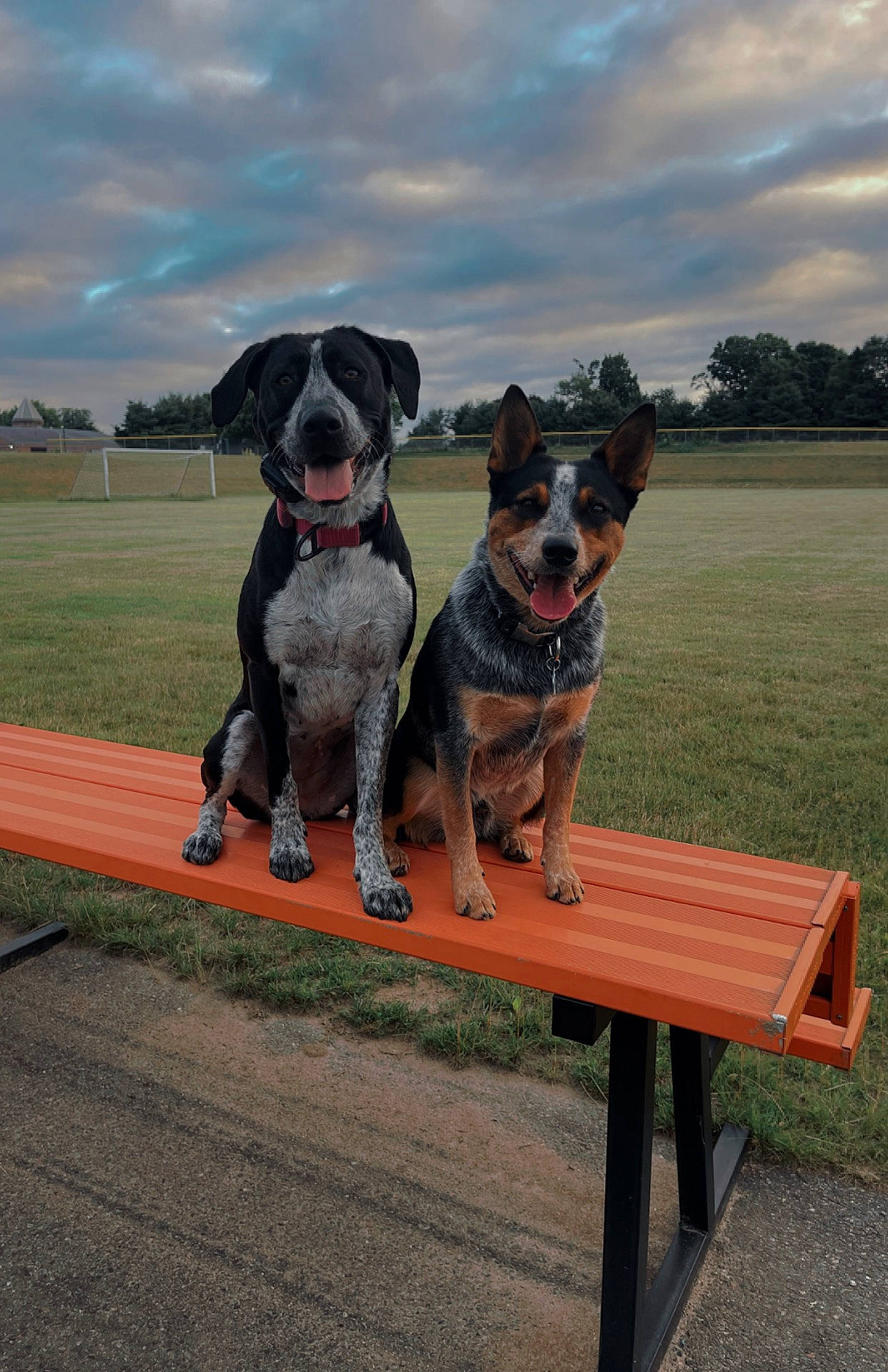 Stella is registered to the contest to win money with this photo: canidae, carnivore, cloud, collar, companion_dog, dog, dog_breed, dog_collar, dog_supply, fawn, grass, mammal, outdoor_bench, outdoor_furniture, pet_supply, plant, sky, snout, tree, working_animal