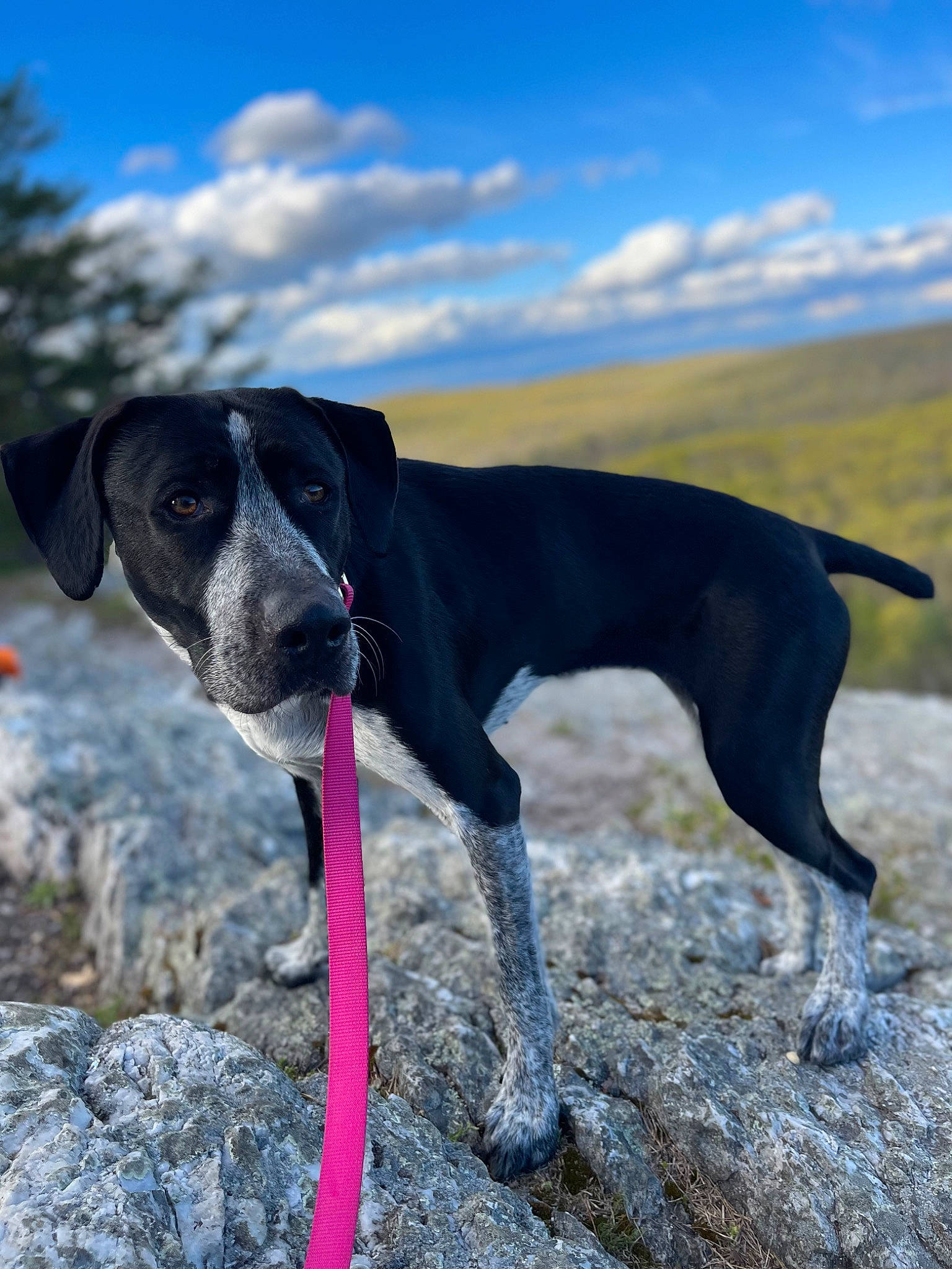 Stella is registered to the contest to win money with this photo: canidae, carnivore, cloud, collar, dog, dog_breed, dog_collar, fawn, gun_dog, hunting_dog, landscape, liver, old_danish_pointer, pet_supply, pointing_breed, sky, snout, sporting_group, tail, working_animal