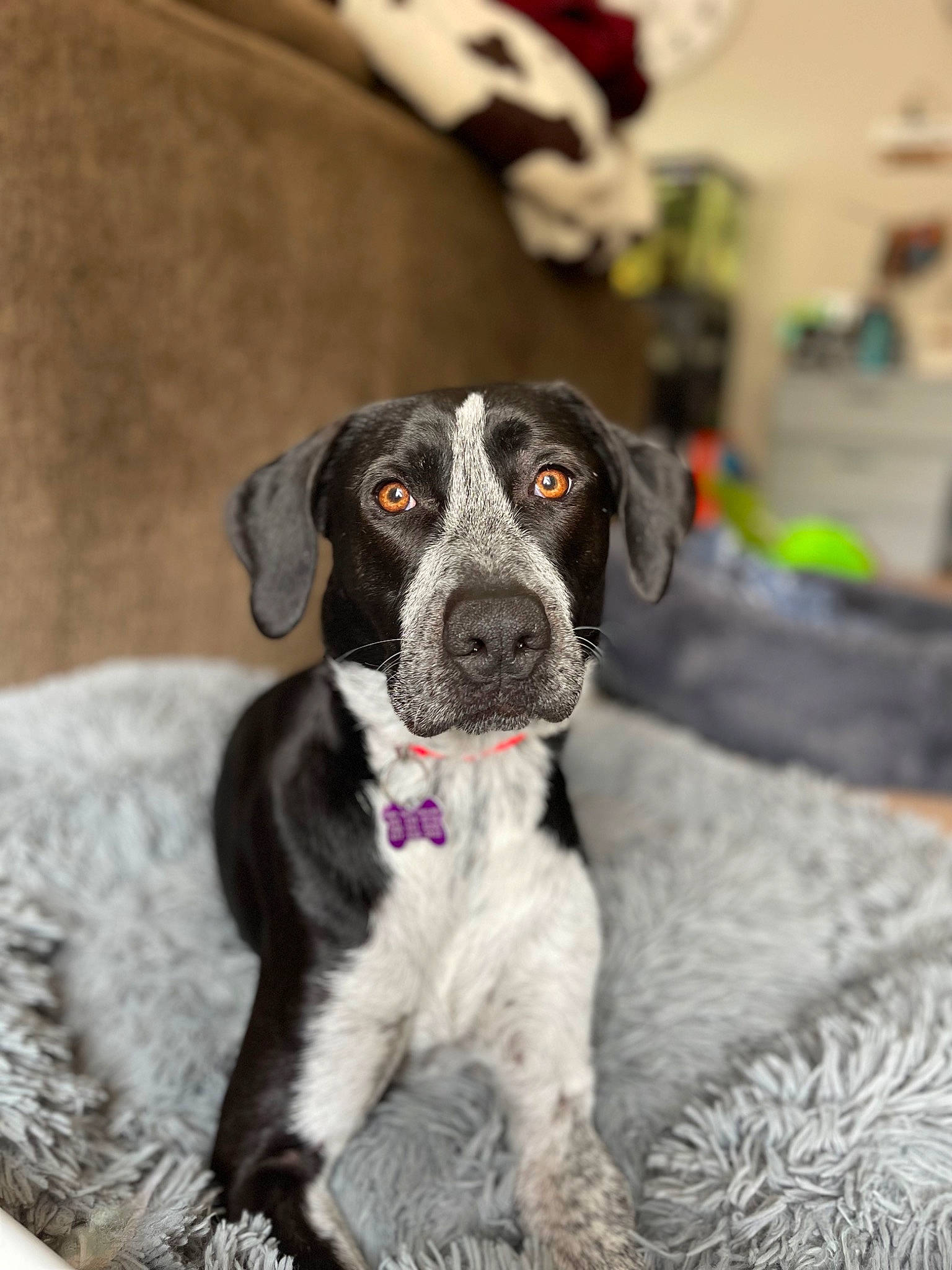 Stella joined the competition — help win amazing prizes! braque_dauvergne, canidae, carnivore, collar, companion_dog, dog, dog_breed, dog_collar, fur, german_shorthaired_pointer, gun_dog, hunting_dog, non_sporting_group, whiskers, working_animal, working_dog