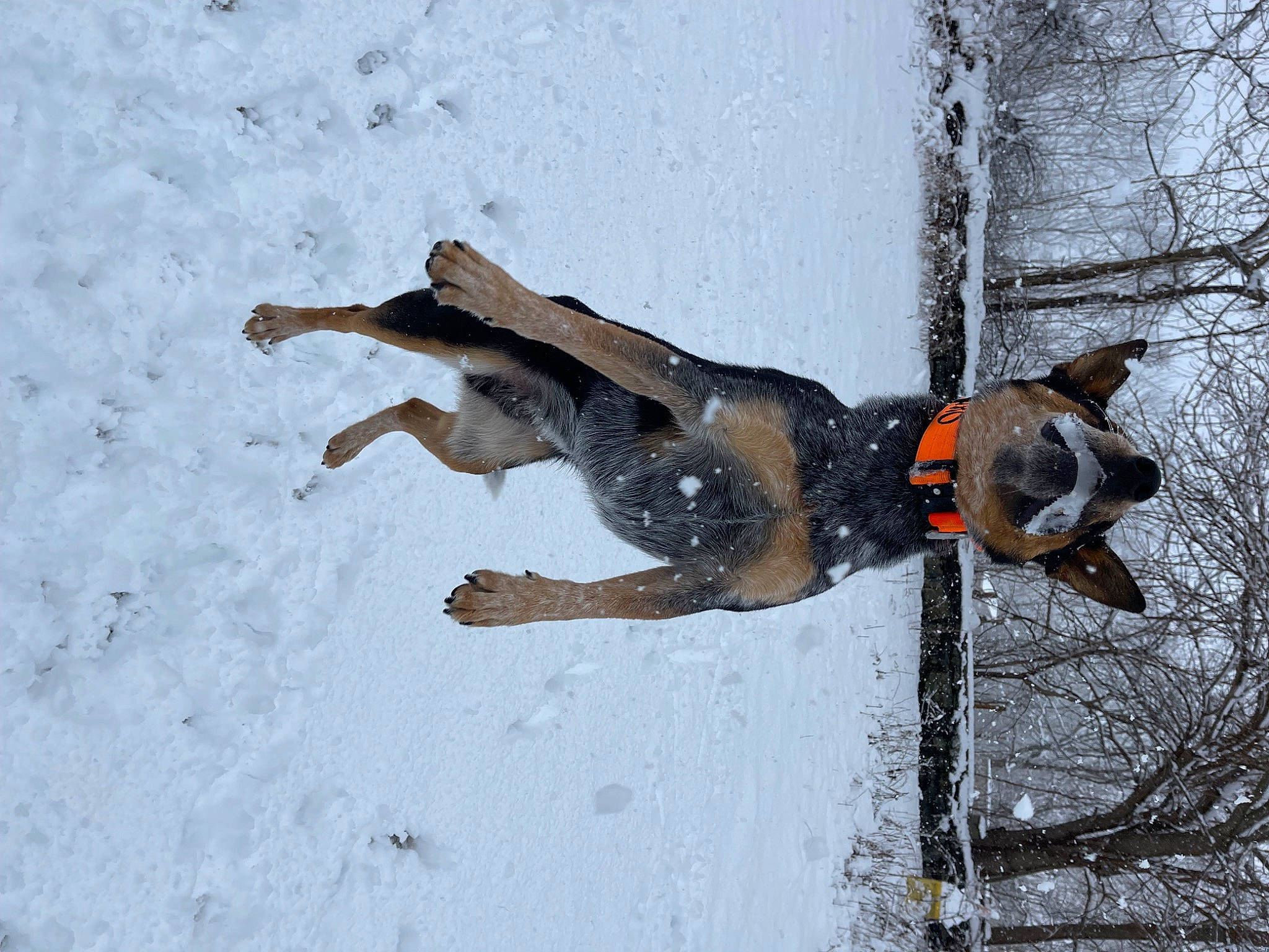 Zuko joined the competition — help win amazing prizes! canidae, carnivore, dog, dog_breed, freezing, fur, playing_in_the_snow, recreation, slope, snow, sporting_group, tail, tree, window, winter
