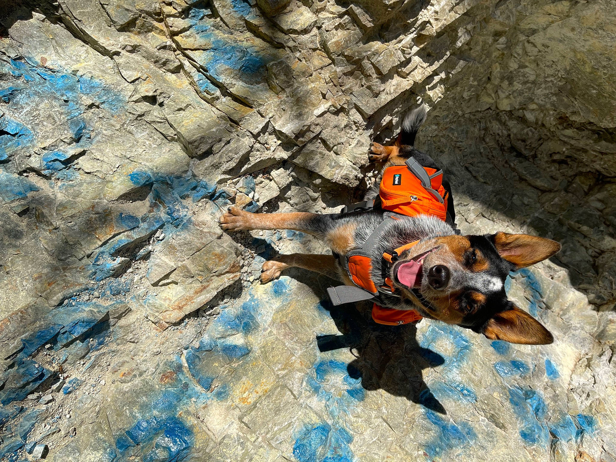 Zuko joined the competition — help win amazing prizes! adventure, art, bedrock, electric_blue, fault, formation, geological_phenomenon, geology, leisure, mountaineer, outcrop, recreation, rock, rock_climbing_equipment, shadow, soil, sport_climbing, sunglasses, trunk, wood