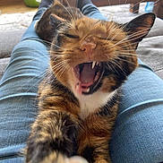 Trudy joined the competition — help win amazing prizes! animal, cat, closeup, cozy, cute, feline, fur, home, indoor, jeans, legs, mouth, paw, pet, relaxed, stretching, tabby, teeth, whiskers, yawning