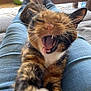 animal, cat, closeup, cozy, cute, feline, fur, home, indoor, jeans, legs, mouth, paw, pet, relaxed, stretching, tabby, teeth, whiskers, yawning