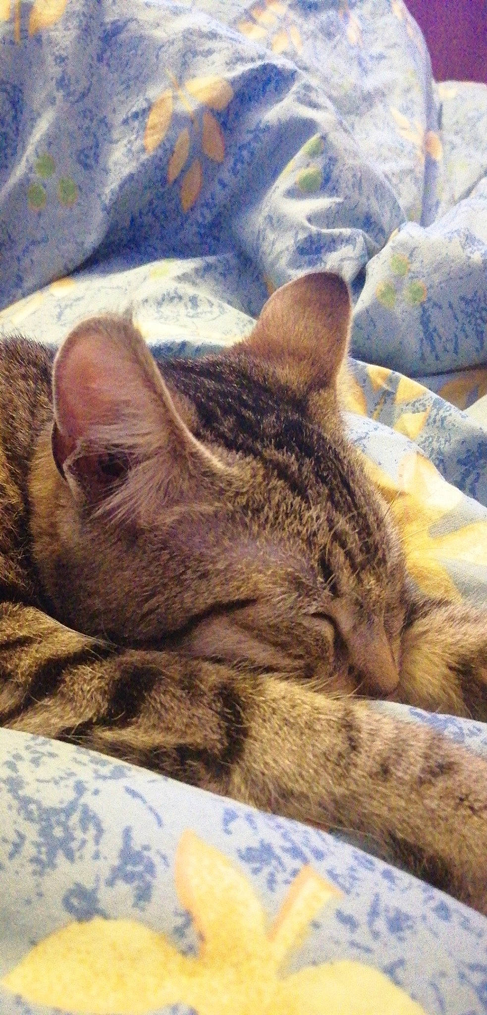 Tigresse participe au concours pour gagner de l'argent avec cette photo : asian, california_spangled, carnivore, cat, domestic_short_haired_cat, dragon_li, egyptian_mau, european_shorthair, fawn, felidae, fur, kitten, nap, ocicat, pixie_bob, sleep, small_to_medium_sized_cats, snout, tabby_cat, whiskers