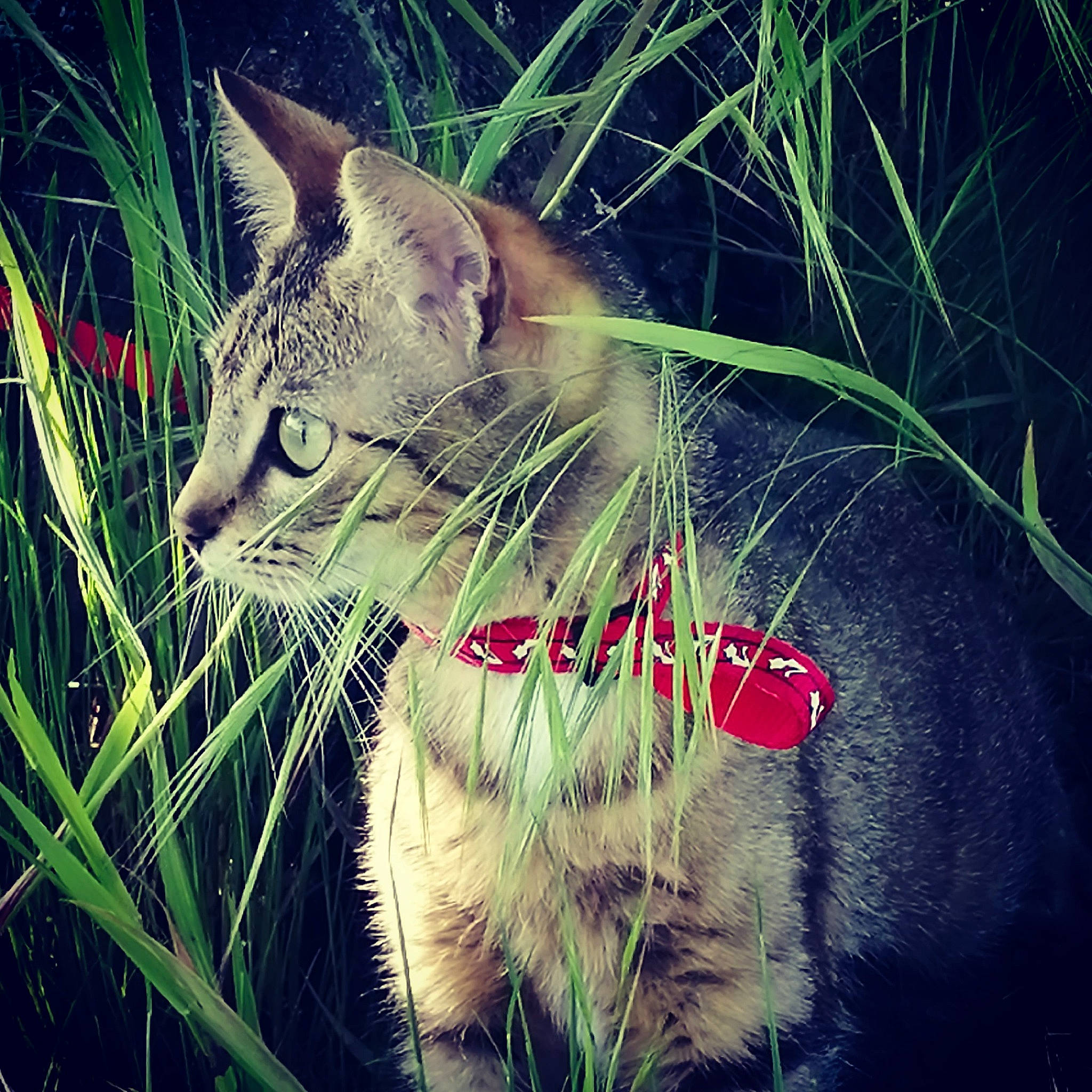 Tigresse a rejoint le concours — aidez-le/la à gagner de superbes lots ! asian, carnivore, cat, chausie, domestic_short_haired_cat, european_shorthair, felidae, grass, grass_family, mammal, organism, photography, plant, small_to_medium_sized_cats, snout, tabby_cat, tail, whiskers, wild_cat, wildlife