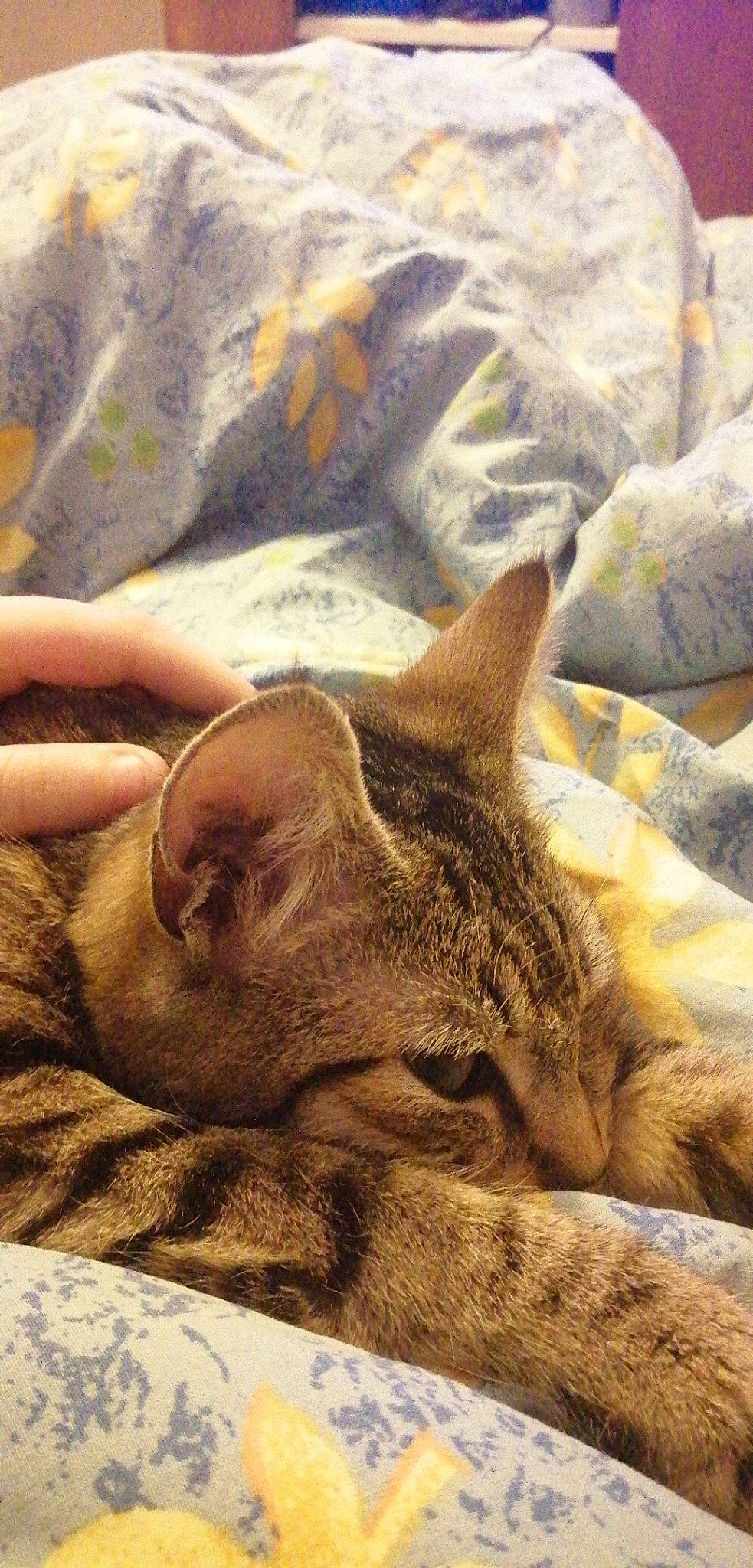 Tigresse a rejoint le concours — aidez-le/la à gagner de superbes lots ! asian, burmese, carnivore, cat, domestic_short_haired_cat, dragon_li, ear, fawn, felidae, fur, german_rex, kitten, mammal, nap, sleep, small_to_medium_sized_cats, snout, whiskers