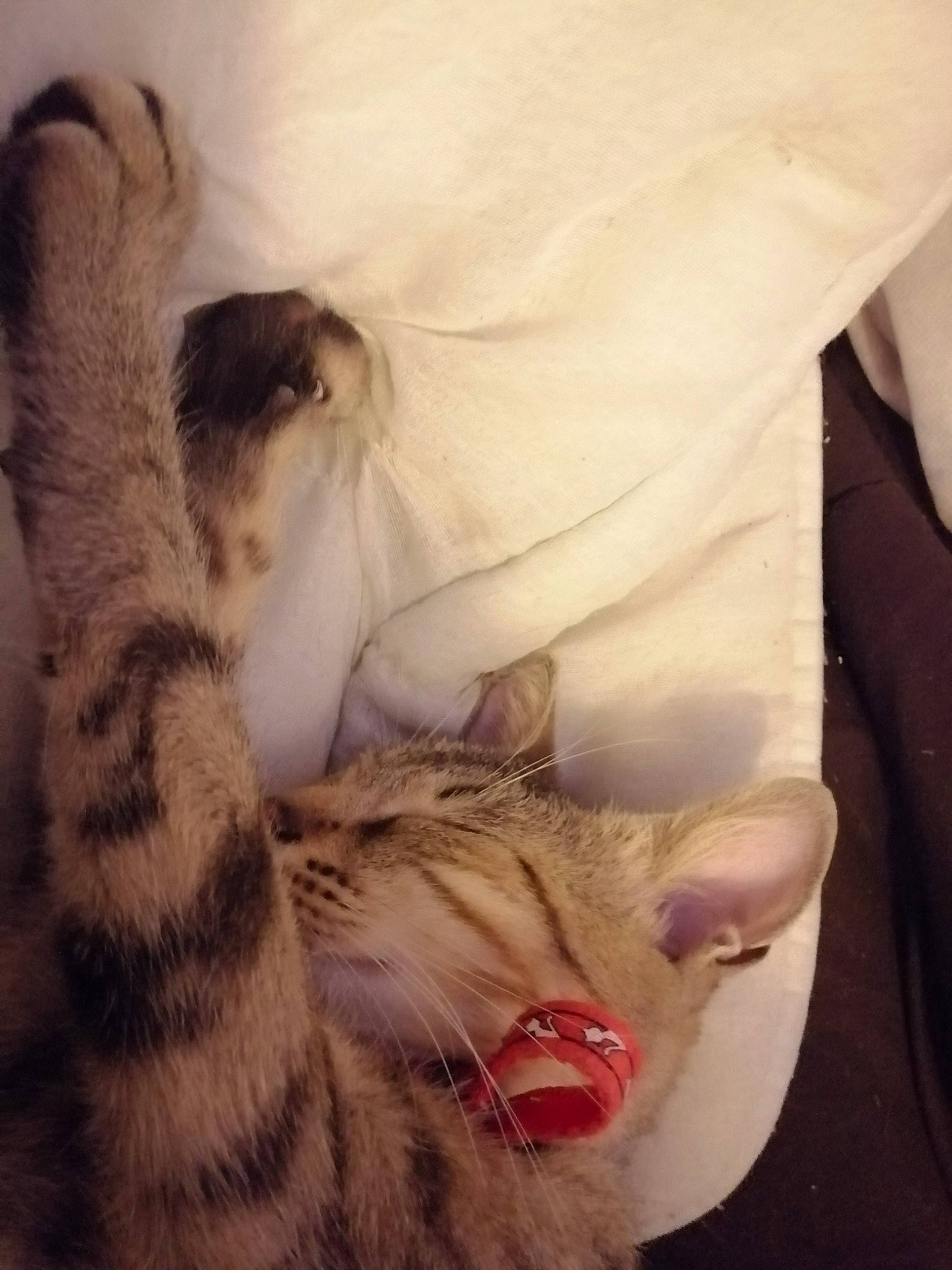 Tigresse participe au concours pour gagner de l'argent avec cette photo : american_shorthair, asian, carnivore, cat, claw, ear, egyptian_mau, european_shorthair, felidae, fur, kitten, nose, paw, polydactyl_cat, sleep, small_to_medium_sized_cats, snout, tabby_cat, tail, whiskers