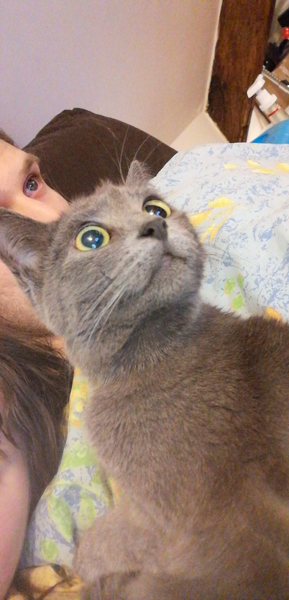 Floyd participe au concours pour gagner de l'argent avec cette photo : asian, british_shorthair, burmese, carnivore, cat, chartreux, domestic_short_haired_cat, eye, fawn, felidae, korat, mammal, nebelung, russian_blue, scottish_fold, small_to_medium_sized_cats, snout, whiskers