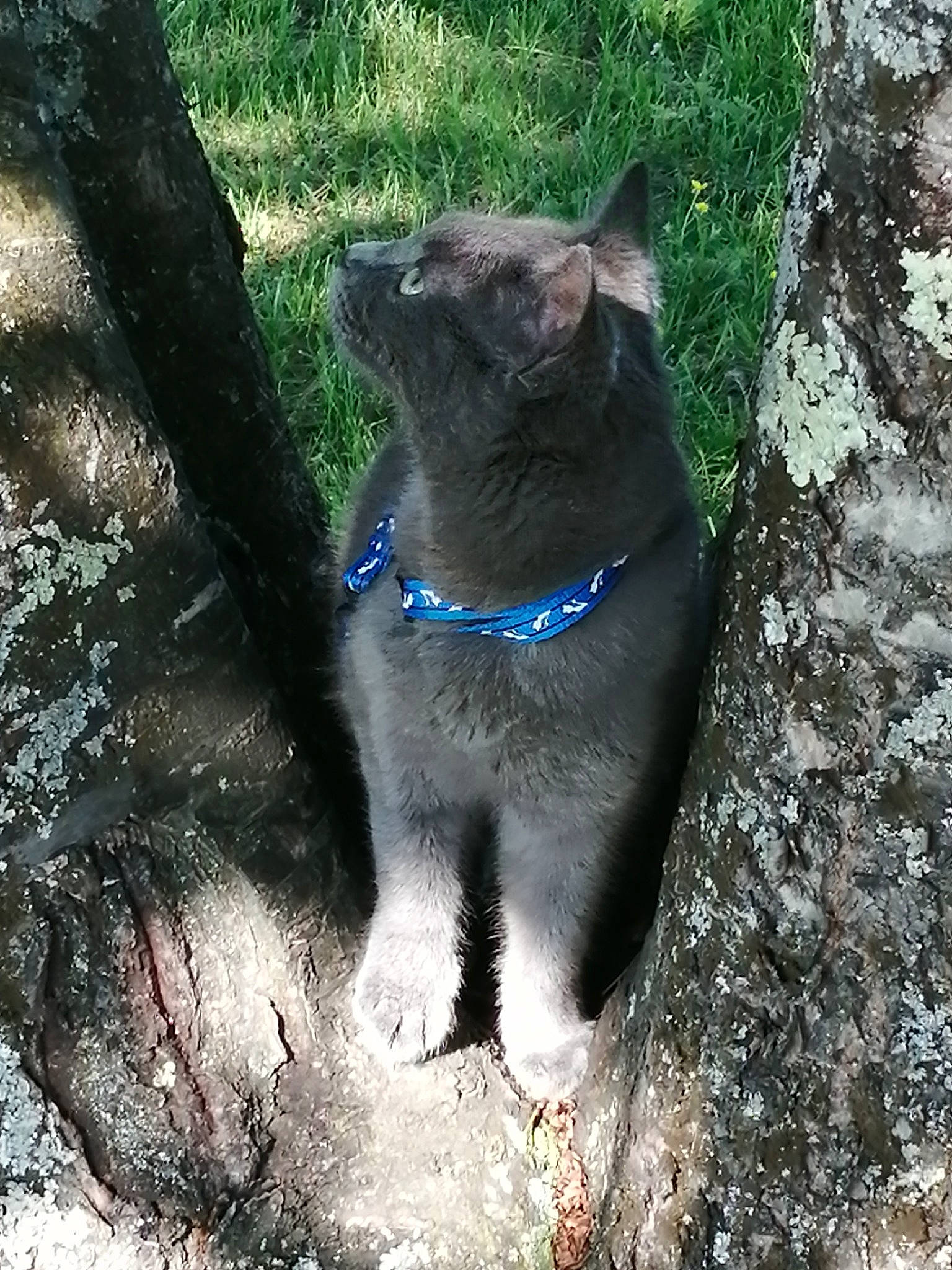 Floyd participe au concours pour gagner de l'argent avec cette photo : black_cat, carnivore, cat, chartreux, domestic_short_haired_cat, fawn, felidae, german_rex, korat, mammal, nebelung, ojos_azules, small_to_medium_sized_cats, snout, tail, tree, whiskers, wild_cat