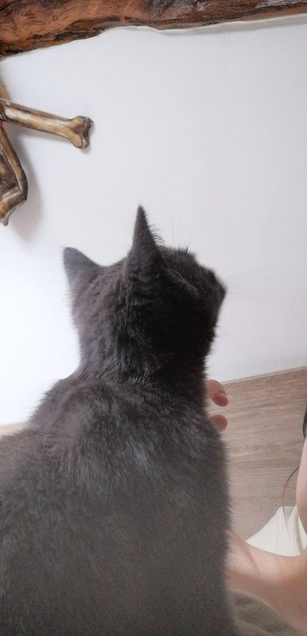 Floyd participe au concours pour gagner de l'argent avec cette photo : black_cat, carnivore, cat, chartreux, claw, domestic_short_haired_cat, ear, felidae, fur, kitten, korat, nebelung, russian_blue, small_to_medium_sized_cats, snout, tail, whiskers