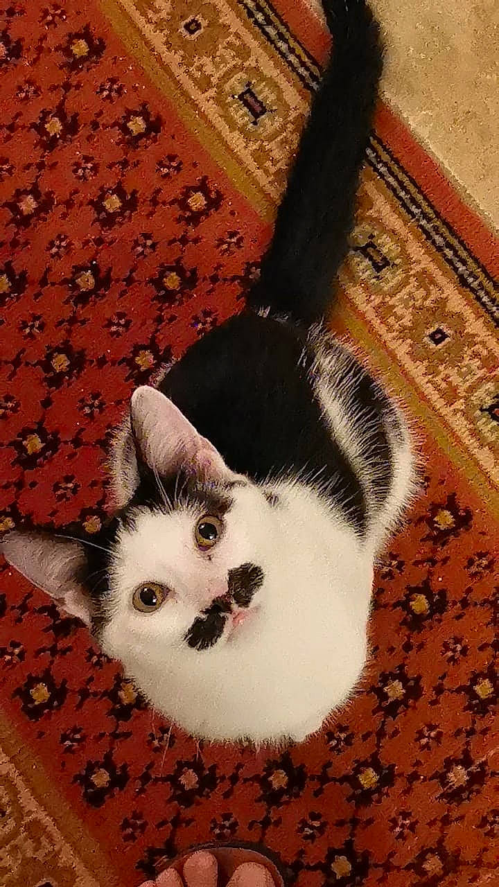 Sipito a rejoint le concours — aidez-le/la à gagner de superbes lots ! art, carnivore, cat, domestic_short_haired_cat, eye, fawn, felidae, flooring, foot, fur, head, line, pattern, paw, small_to_medium_sized_cats, snout, tail, whiskers, window, wood