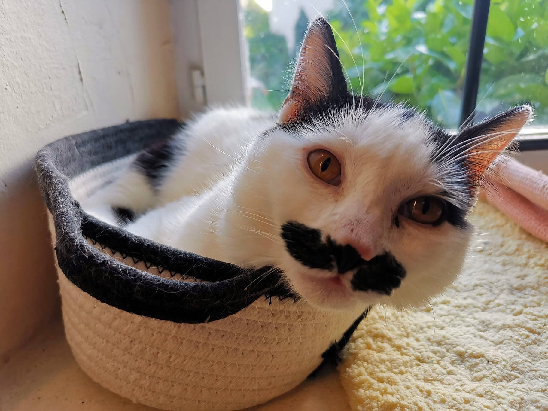 Sipito a rejoint le concours — aidez-le/la à gagner de superbes lots ! carnivore, cat, cat_bed, cat_furniture, cat_supply, comfort, domestic_short_haired_cat, fawn, felidae, fur, paw, pet_supply, plant, small_to_medium_sized_cats, snout, tail, tree, whiskers, window