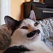 Sipito participe au concours pour gagner de l'argent avec cette photo : animal, black_and_white, blanket, cat, close_up, cozy, cute, domestic, ears, face, feline, fur, indoor, mammal, mustache_marking, pet, relaxed, resting, soft, whiskers