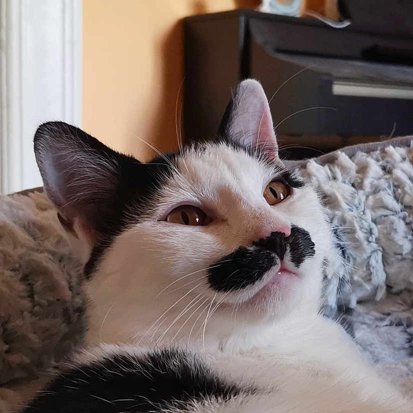 Sipito participe au concours pour gagner de l'argent avec cette photo : animal, black_and_white, blanket, cat, close_up, cozy, cute, domestic, ears, face, feline, fur, indoor, mammal, mustache_marking, pet, relaxed, resting, soft, whiskers