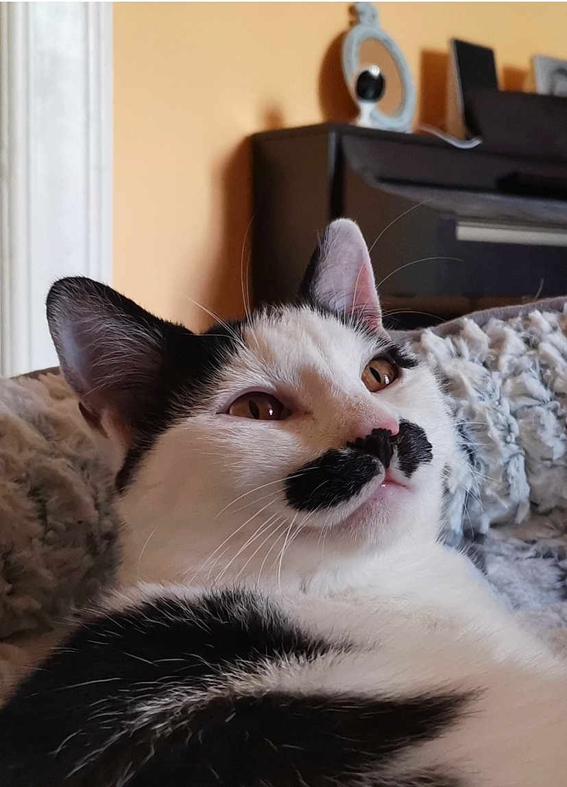 Sipito participe au concours pour gagner de l'argent avec cette photo : animal, black_and_white, blanket, cat, close_up, cozy, cute, domestic, ears, face, feline, fur, indoor, mammal, mustache_marking, pet, relaxed, resting, soft, whiskers