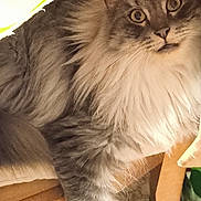 Loulou a rejoint le concours — aidez-le/la à gagner de superbes lots ! animal, cat, chair, closeup, cozy, curious, cushion, fluffy, fur, furniture, gray, home, indoor, looking, pet, portrait, relaxed, whiskers, white, wood