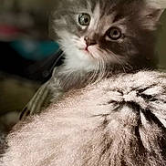 Loulou a rejoint le concours — aidez-le/la à gagner de superbes lots ! kitten, cat, fluffy, gray, fur, pet, animal, closeup, portrait, cute, young, whiskers, indoor, soft, feline, curious, mammal, small, eyes, face