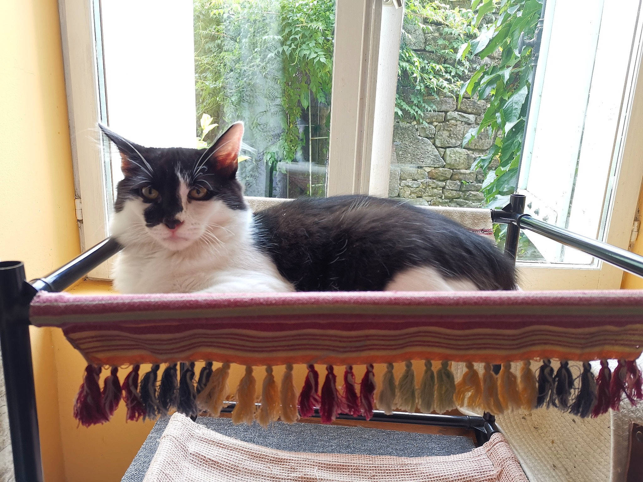 Tomy participe au concours pour gagner de l'argent avec cette photo : carnivore, cat, comfort, domestic_short_haired_cat, felidae, formal_wear, fur, mammal, pet_supply, plant, porch, rectangle, sitting, small_to_medium_sized_cats, tail, tree, vertebrate, whiskers, window, wood