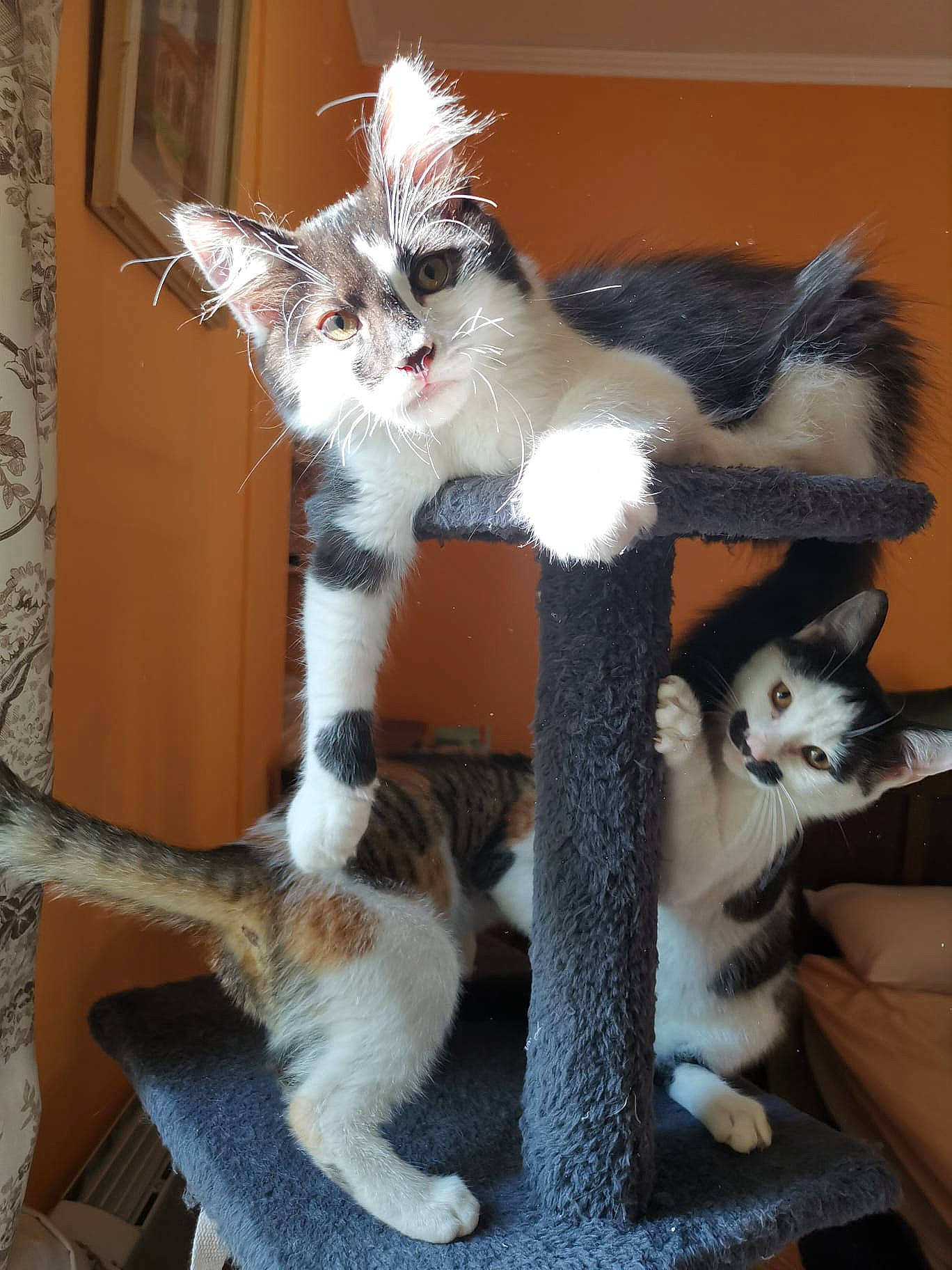 Tomy participe au concours pour gagner de l'argent avec cette photo : carnivore, cat, cat_supply, claw, domestic_short_haired_cat, felidae, fur, paw, small_to_medium_sized_cats, tail, whiskers