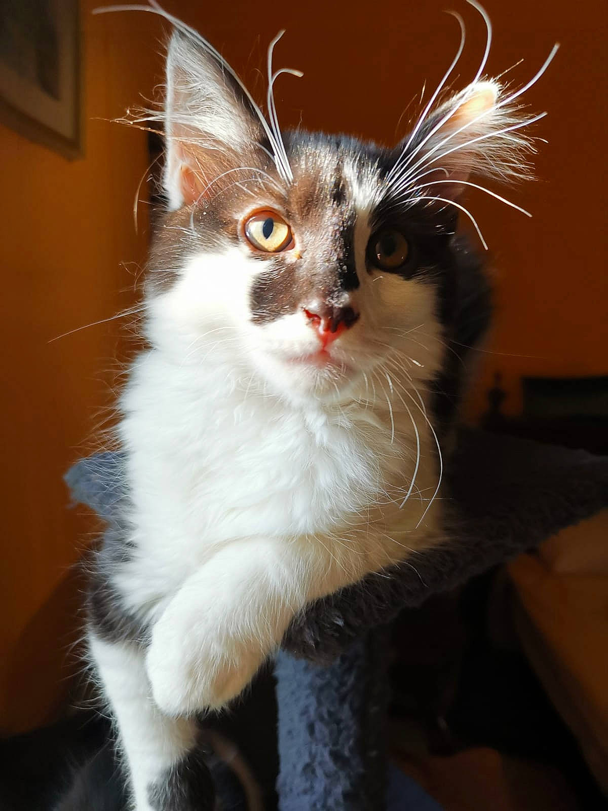 Tomy a rejoint le concours — aidez-le/la à gagner de superbes lots ! carnivore, cat, claw, domestic_short_haired_cat, event, eye, fawn, felidae, fur, iris, small_to_medium_sized_cats, snout, tail, whiskers, window