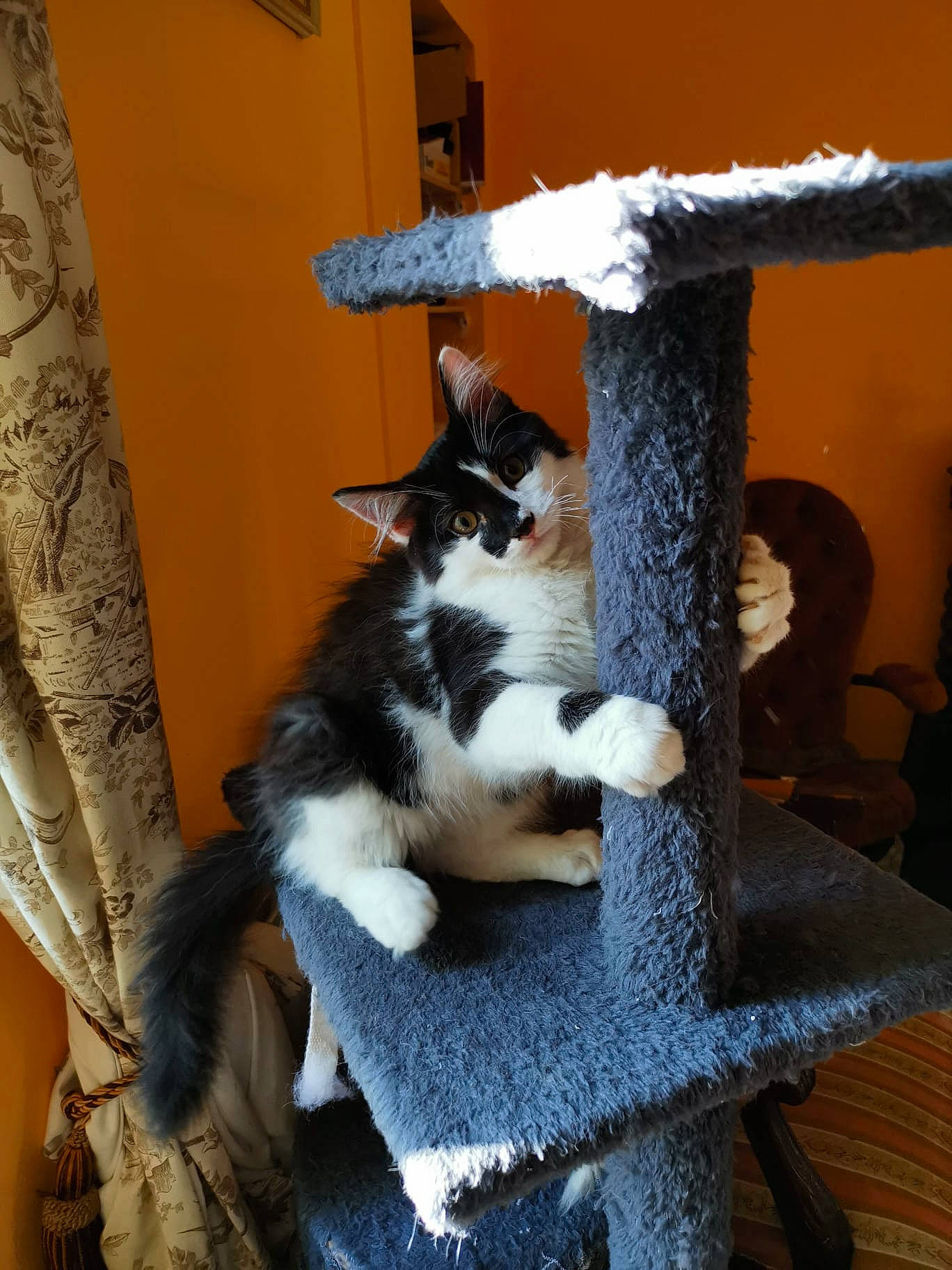 Tomy participe au concours pour gagner de l'argent avec cette photo : carnivore, cat, cat_furniture, cat_supply, comfort, curtain, domestic_short_haired_cat, felidae, flooring, fur, pet_supply, room, small_to_medium_sized_cats, tail, whiskers, window, wood