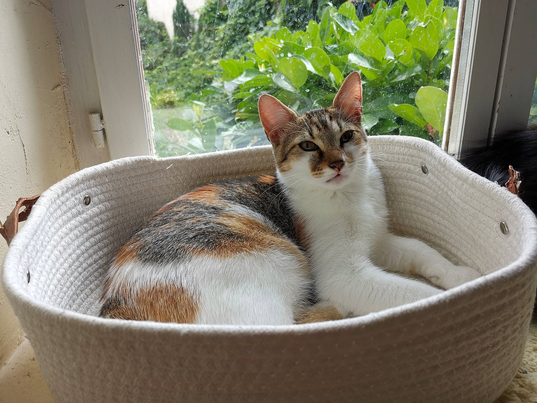 Tchita participe au concours pour gagner de l'argent avec cette photo : animal_feed, basket, carnivore, cat, cat_supply, comfort, domestic_short_haired_cat, felidae, flowerpot, fur, grass, houseplant, mammal, pet_supply, plant, small_to_medium_sized_cats, snout, vertebrate, whiskers, window