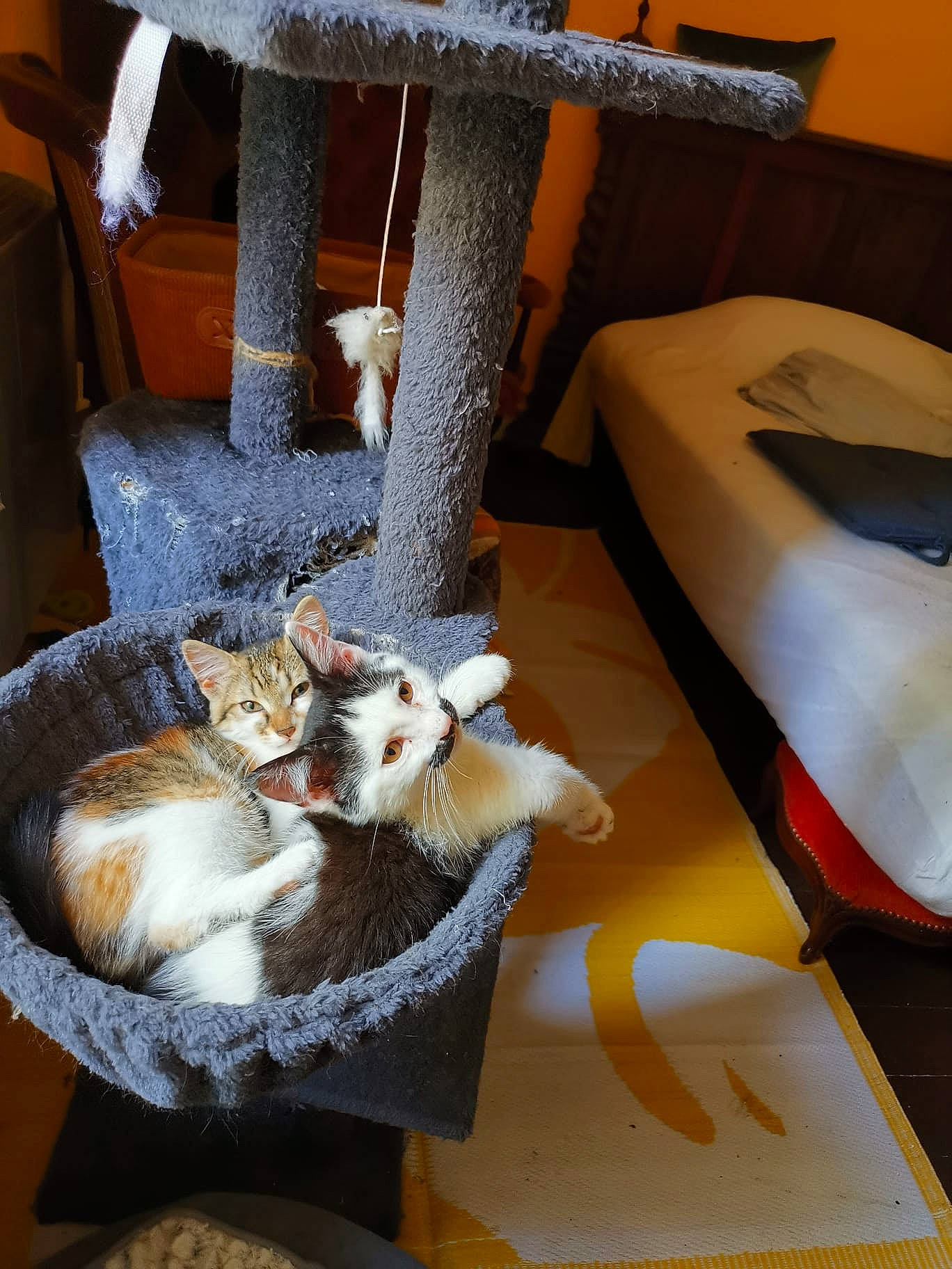 Tchita participe au concours pour gagner de l'argent avec cette photo : automotive_lighting, carnivore, cat, chair, comfort, companion_dog, domestic_short_haired_cat, felidae, flooring, fur, hardwood, hood, house, human_leg, room, small_to_medium_sized_cats, table, tail, whiskers, wood