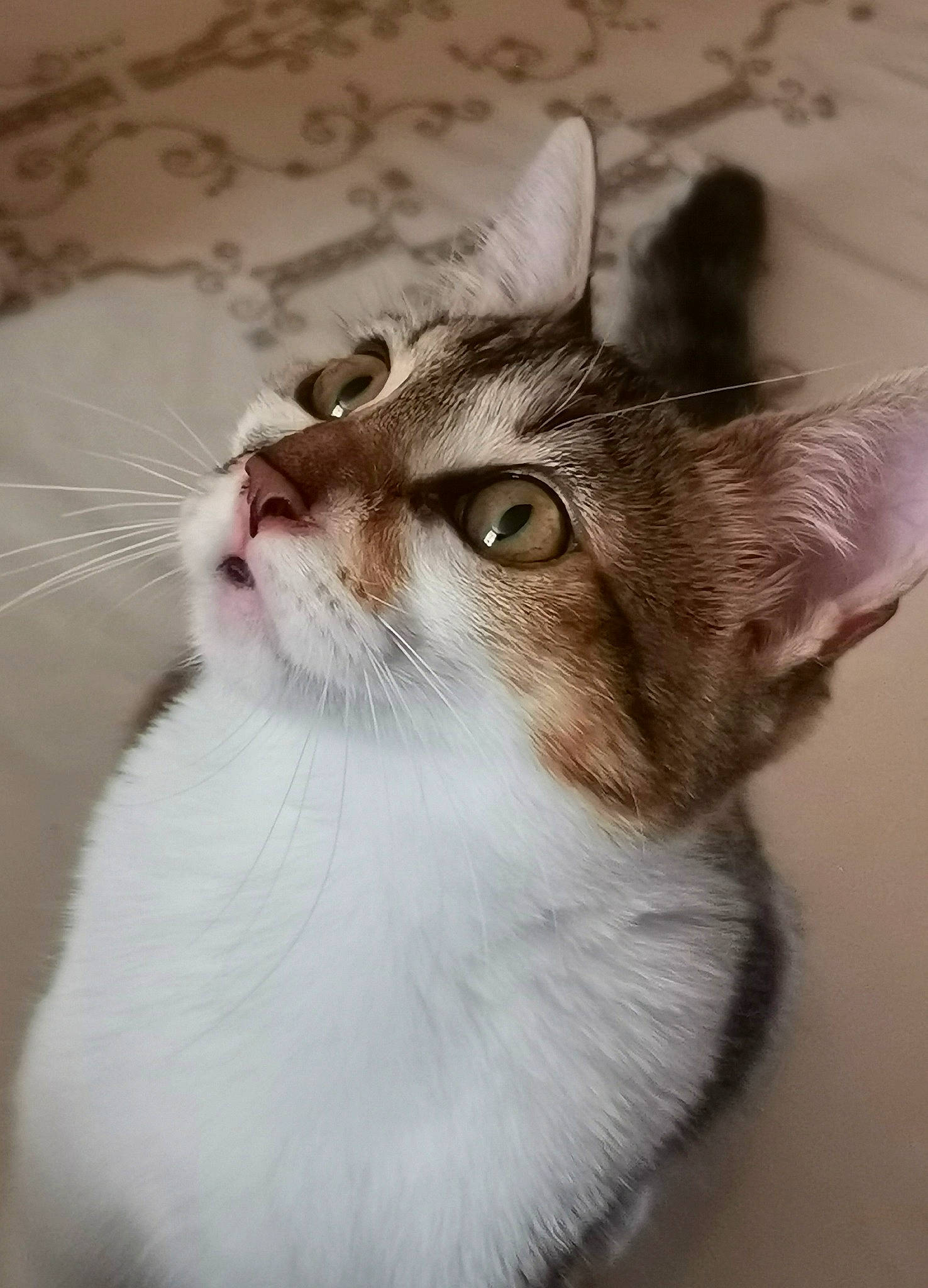 Tchita participe au concours pour gagner de l'argent avec cette photo : carnivore, cat, domestic_short_haired_cat, door, ear, felidae, fur, paw, small_to_medium_sized_cats, snout, tail, terrestrial_animal, whiskers, window