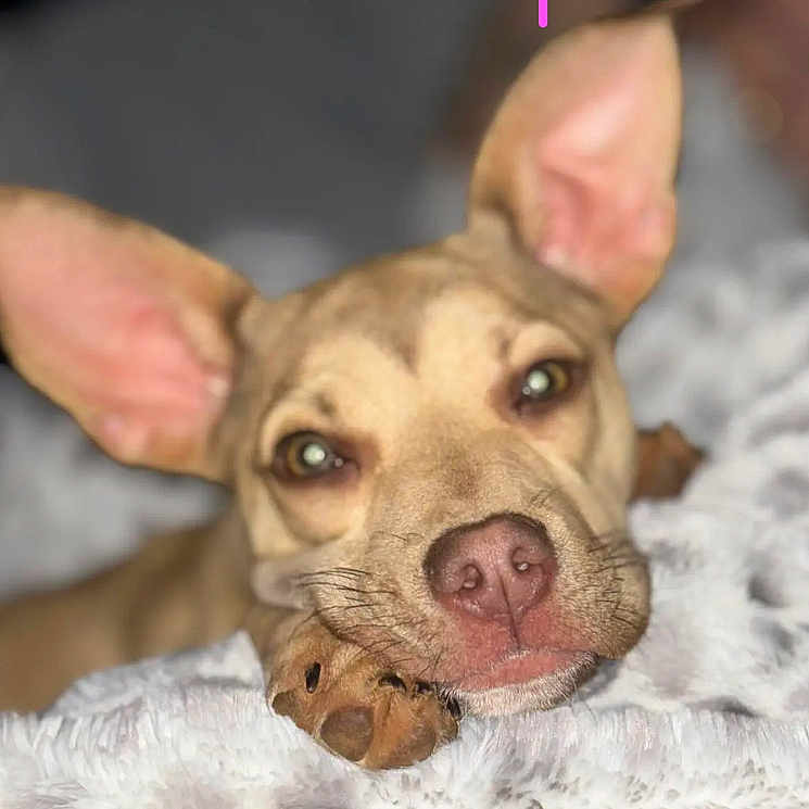Sadie joined the competition — help win amazing prizes! animal, blanket, bulldog, canine, chihuahua, dog, face, frenchbulldog, head, hound, husky, labradorretriever, person, pet, pitbull, puppy, snout
