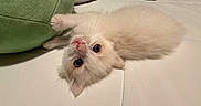 Benito joined the competition — help win amazing prizes! cat, kitten, fluffy, cream_colored, pet, animal, upside_down, lying_down, couch, sofa, cushion, blanket, indoor, home, cozy, close_up, portrait, whiskers, blue_eyes, cute