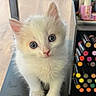 Benito joined the competition — help win amazing prizes! kitten, cat, white_fur, fluffy, pet, animal, portrait, closeup, blue_eyes, whiskers, pink_nose, ears, paws, sitting, indoor, cosmetics, lipstick, makeup, shelf, adorable
