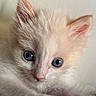 kitten, cat, blue_eyes, fluffy, white_fur, cream_fur, pink_nose, close_up, portrait, animal, pet, cute, adorable, indoors, soft_lighting, face, whiskers, ears, cozy, blue_eyed