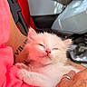 Benito is registered to the contest to win money with this photo: kitten, cat, white_fur, fluffy, sleepy, closed_eyes, pink_nose, whiskers, ears, pet, animal, being_held, human_hand, arm, car, vehicle_interior, close_up, cuddly, cute, portrait