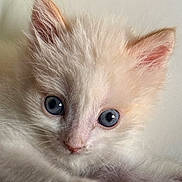 Benito joined the competition — help win amazing prizes! kitten, cat, fluffy, white_fur, cream_fur, blue_eyes, pink_nose, close_up, portrait, pet, animal, feline, whiskers, ears, paw, soft, cozy, indoors, bracelet, human_arm