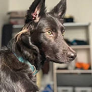 Nala participe au concours pour gagner de l'argent avec cette photo : dog, black_dog, pet, indoor, collar, fur, ears, focused, side_view, animal, canine, sitting, household, shelf, blurred_background, domestic, companion, alert, portrait, muzzle