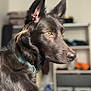dog, black_dog, pet, indoor, collar, fur, ears, focused, side_view, animal, canine, sitting, household, shelf, blurred_background, domestic, companion, alert, portrait, muzzle