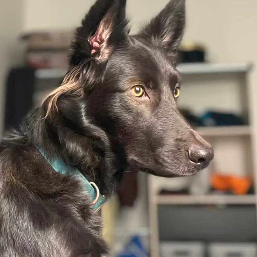 Nala participe au concours pour gagner de l'argent avec cette photo : alert, animal, black_dog, blurred_background, canine, collar, companion, dog, domestic, ears, focused, fur, household, indoor, muzzle, pet, portrait, shelf, side_view, sitting