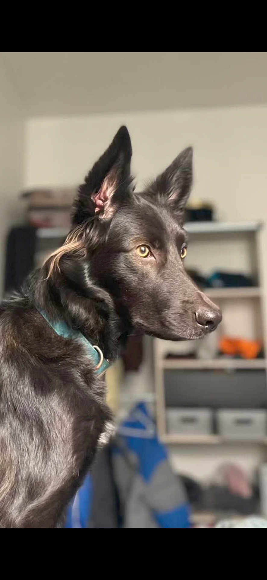 Nala participe au concours pour gagner de l'argent avec cette photo : dog, black_dog, pet, indoor, collar, fur, ears, focused, side_view, animal, canine, sitting, household, shelf, blurred_background, domestic, companion, alert, portrait, muzzle