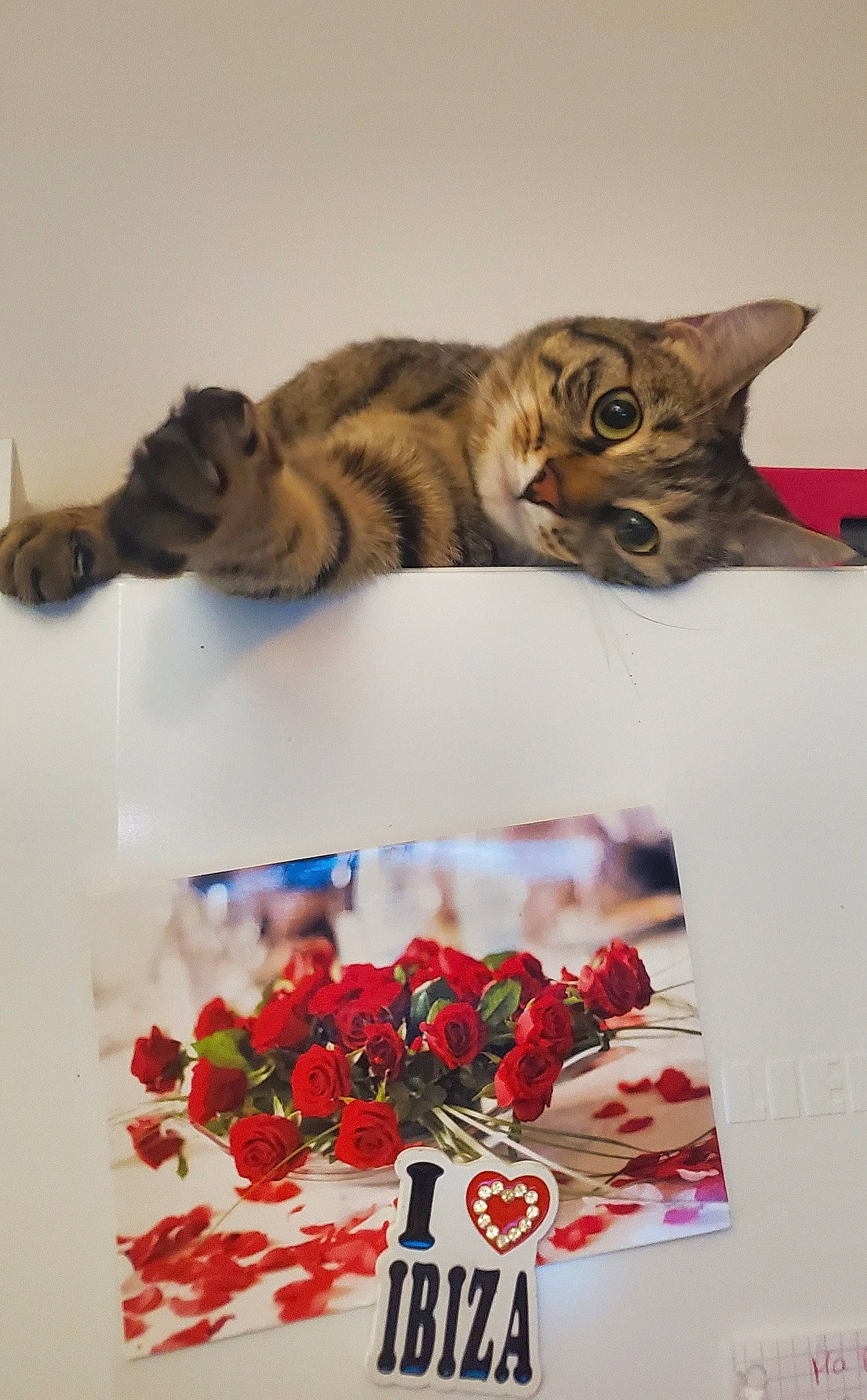 Noisette a rejoint le concours — aidez-le/la à gagner de superbes lots ! berry, carmine, carnivore, cat, cut_flowers, felidae, floral_design, font, fruit, fur, mirror, natural_foods, pattern, petal, plant, rectangle, rose_family, small_to_medium_sized_cats, sweetness, whiskers