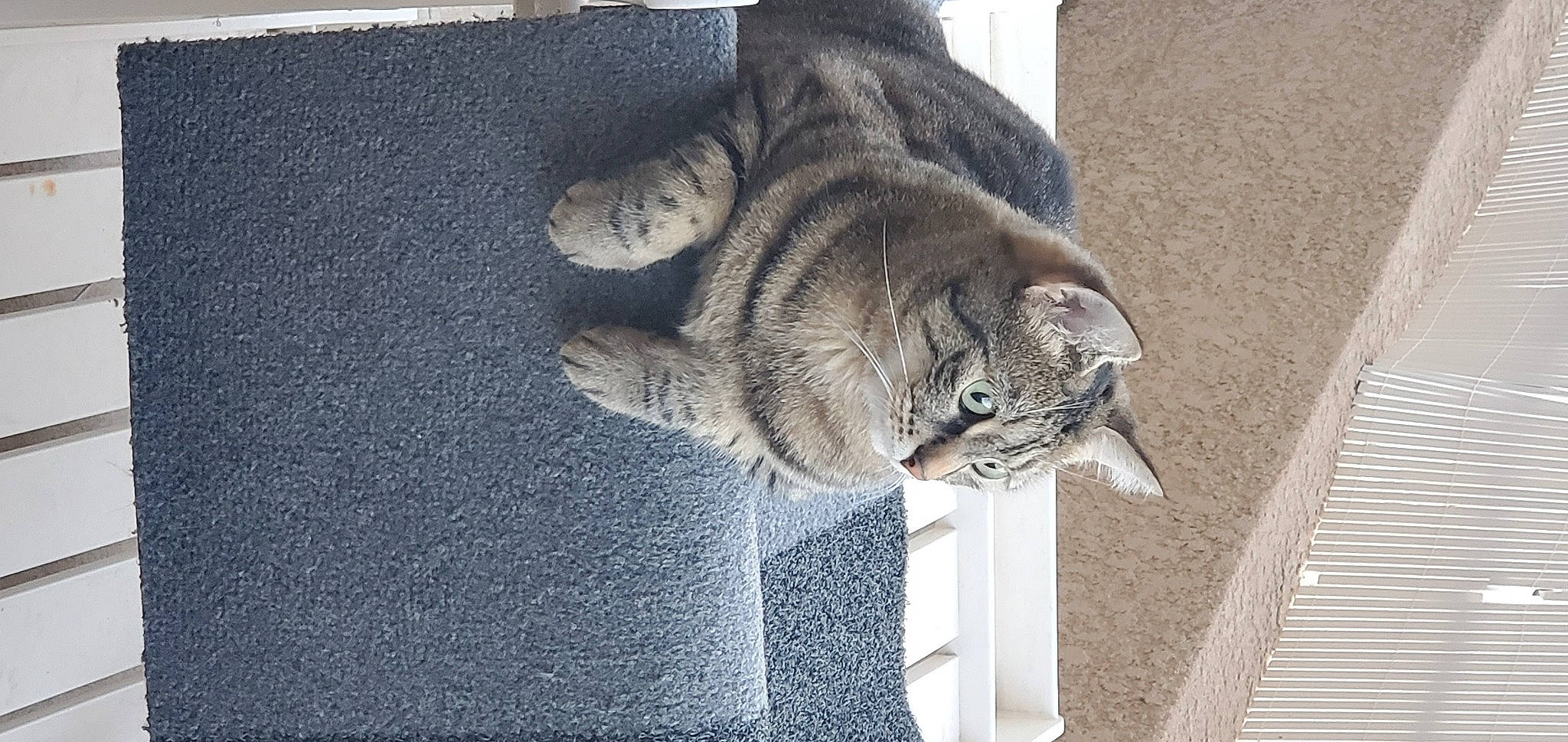 Noisette a rejoint le concours — aidez-le/la à gagner de superbes lots ! art, carnivore, cat, claw, domestic_short_haired_cat, eye, felidae, fur, grey, paw, sleep, small_to_medium_sized_cats, tail, terrestrial_animal, whiskers, window, wood