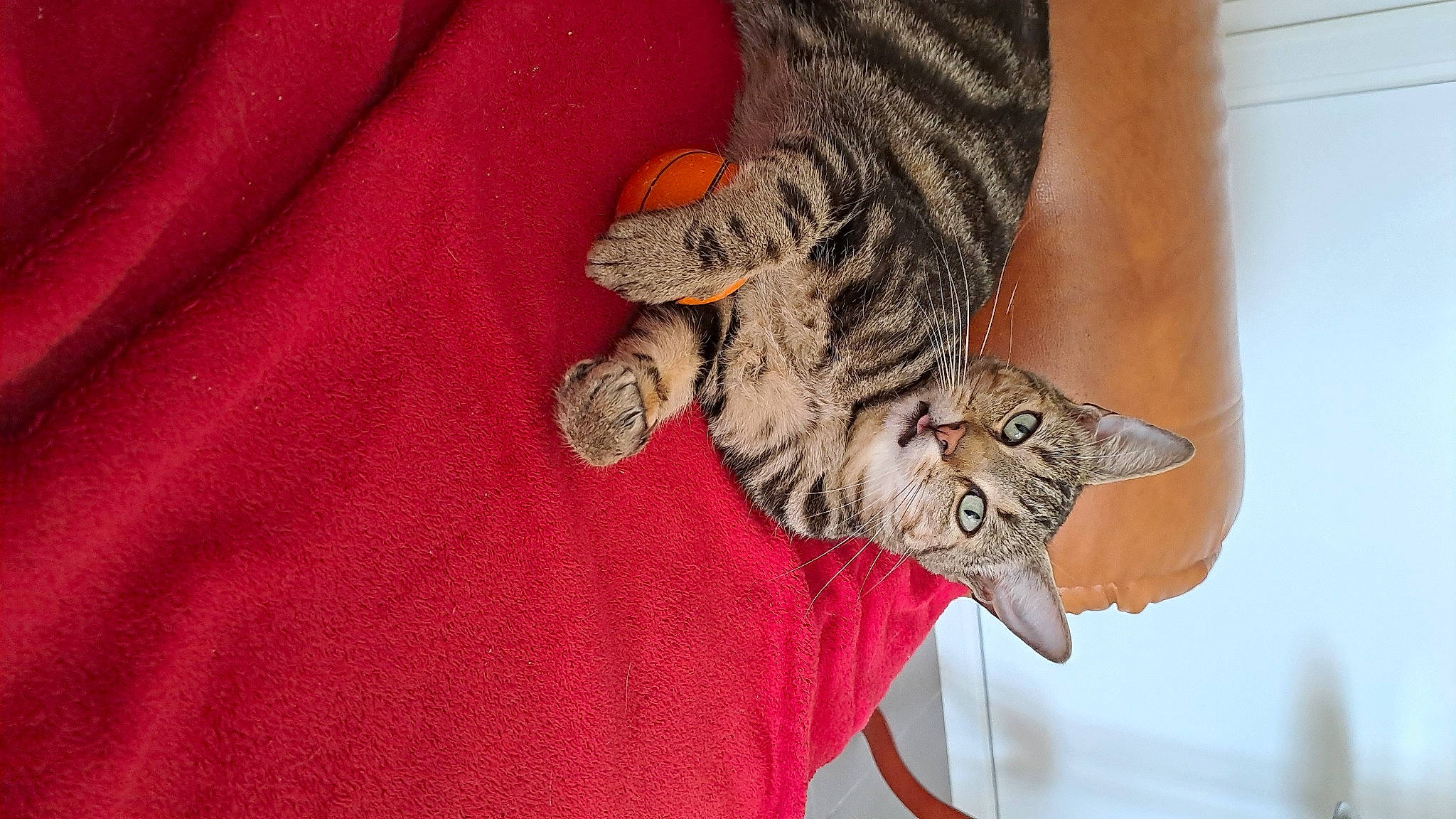 Mystic participe au concours pour gagner de l'argent avec cette photo : carnivore, cat, claw, domestic_short_haired_cat, felidae, foot, fur, gesture, grey, human_leg, nail, pattern, paw, small_to_medium_sized_cats, tail, thigh, whiskers, wildlife, wood