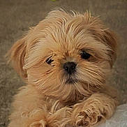 Marley Bob joined the competition — help win amazing prizes! bedspread, brown_eyes, button_nose, carpet, close_up, cozy, cute, fluffy, furniture, indoor, paws, pet_toy, plush_toy, portrait, puppy, small_breed, small_dog, tan_fur, tennis_ball, whiskers