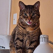 Nala joined the competition — help win amazing prizes! cat, tabby, tongue_out, indoor, lamp, couch, feline, pet, striped, cute, whiskers, ears, fur, sitting, domestic_animal, close_up, household, light_switch, curious, mischievous