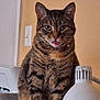 cat, tabby, tongue_out, indoor, lamp, couch, feline, pet, striped, cute, whiskers, ears, fur, sitting, domestic_animal, close_up, household, light_switch, curious, mischievous
