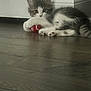 animal, ball, cabinet, cat, curious, cute, feline, floor, gray, home, indoor, kitten, lying_down, paw, pet, playful, toy, white, wooden_floor, young