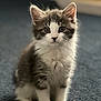 animal, carpet, cat, curious, cute, ears, eyes, feline, fluffy, fur, gray, indoor, kitten, pet, portrait, sitting, soft, whiskers, white, young