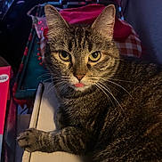 Monkey joined the competition — help win amazing prizes! cat, tabby, pet, animal, feline, tongue_out, whiskers, ears, fur, closeup, indoor, curious, yellow_eyes, paw, resting, domestic_cat, cute, looking, face, cozy