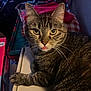 cat, tabby, pet, animal, feline, tongue_out, whiskers, ears, fur, closeup, indoor, curious, yellow_eyes, paw, resting, domestic_cat, cute, looking, face, cozy