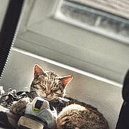 Ariel participe au concours pour gagner de l'argent avec cette photo : animal, cat, closed_eyes, cozy, cuddling, ears, feline, indoor, pet, portrait, relaxed, seat, sleeping, sleepy, sunbeam, sunlight, tabby, toy, vehicle, whiskers