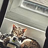 animal, cat, closed_eyes, cozy, cuddling, ears, feline, indoor, pet, portrait, relaxed, seat, sleeping, sleepy, sunbeam, sunlight, tabby, toy, vehicle, whiskers